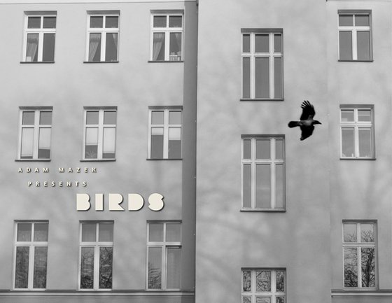 Windows (from the "Birds" set)