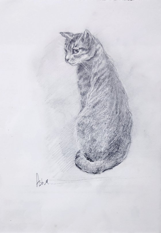 Kaveri, the Tabby Cat
