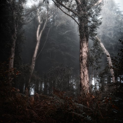 Misty Eucalyptus by Paul Nash