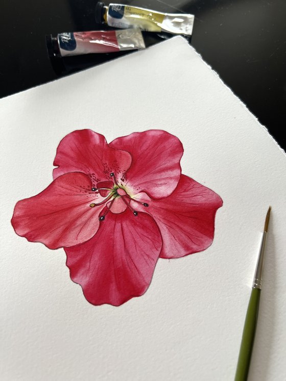 Pink azalea. Original watercolor artwork.
