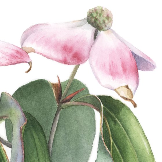 Flowering Dogwood