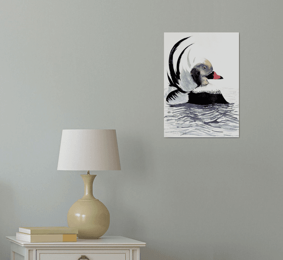 Long-tailed duck Moretta codon