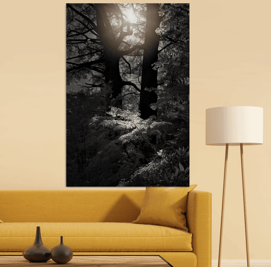 Forest Light