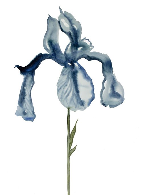 Iris No. 51 by Elizabeth Becker