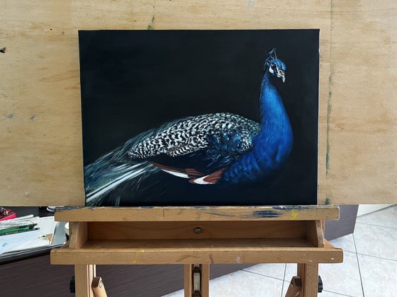 Midnight Azure: The Majestic Peacock