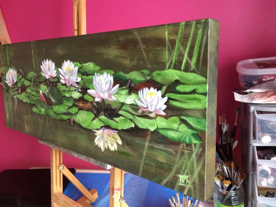 Water Lilies in a pond