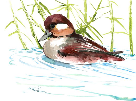 Bufflehead Duck