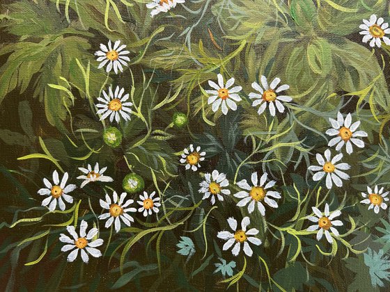 Daisies of the Forest