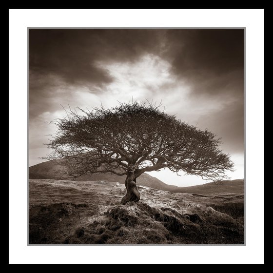 Lone Tree Print - The One Tree