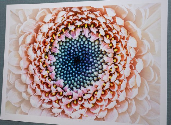 The Still Swirl of Gerbera