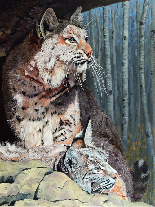 Bobcats Repose - Bobcat (Lynx rufus) by Jason Edward Doucette