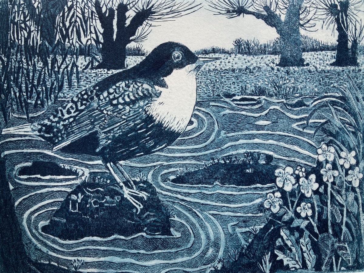 Illustrative Animal Etchings & Engravings By Janis Goodman, 10 X 11, Dipper, Original Artwork