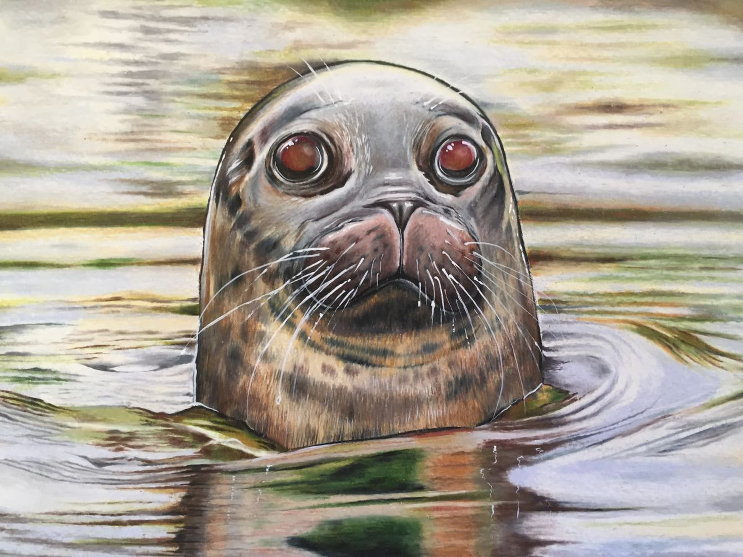 Seal Pencil Drawing By Karen Elaine Evans Artfinder I drew this using staedtler's mars lumograph graphite pencils on canson's xl recycled bristol time lapse with some slow motion cuts of a graphite pencil drawing of a baby seal's headshot image. seal