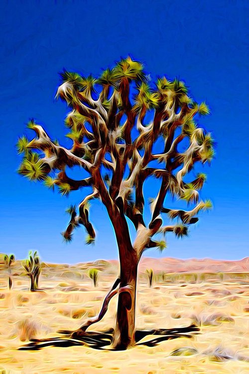 Joshua Tree Dark (30x19.875) by Jeff Iverson