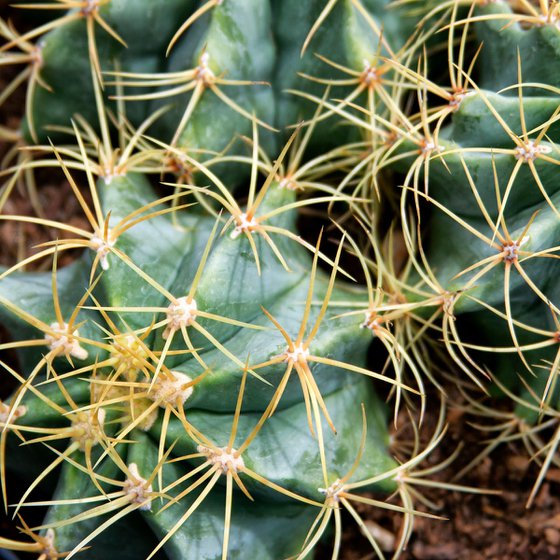 CACTUS PIPE DREAM Coachella CA