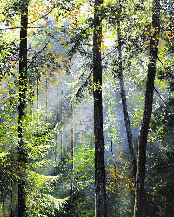 Light Through the Canopy