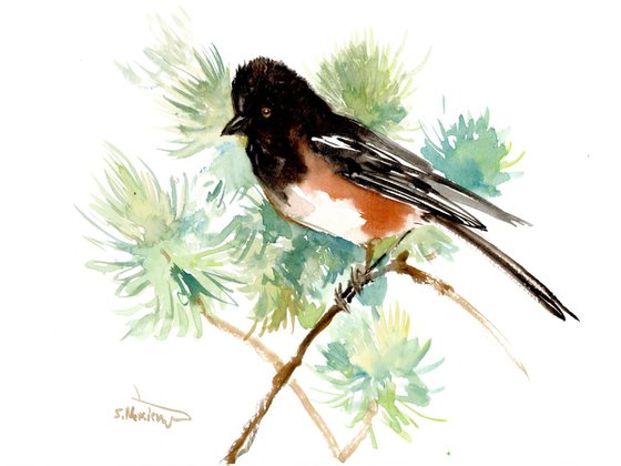 Spotted towhee Bird artwork