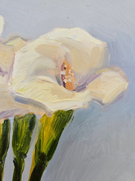 White Calla Lilies