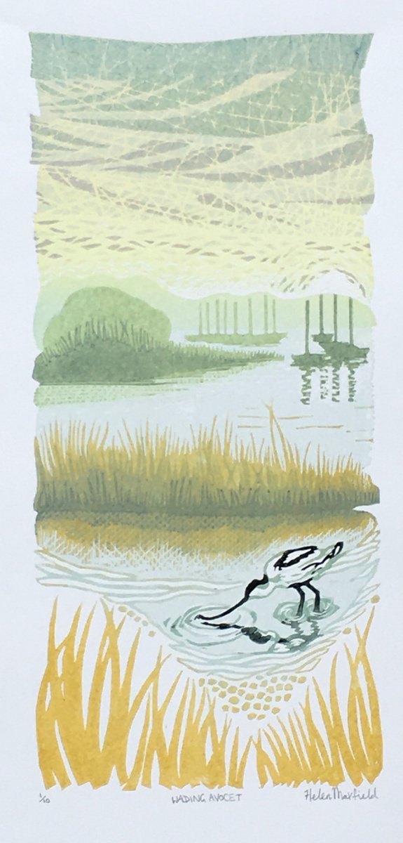 Wading Avocet by Helen Maxfield