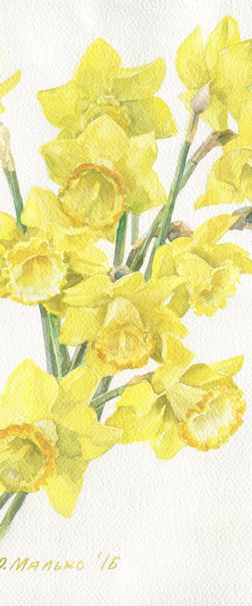 Yellow daffodils on a white background / Spring garden flowers Floral watercolor by Olha Malko