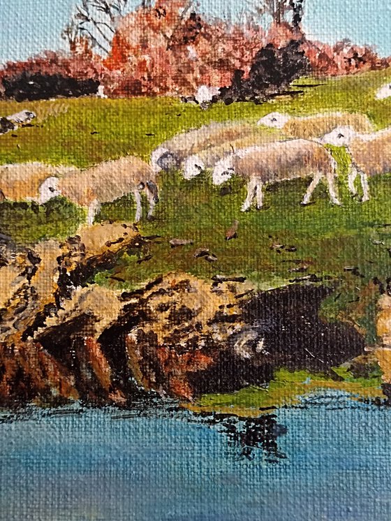 Sheeps in the countryside
