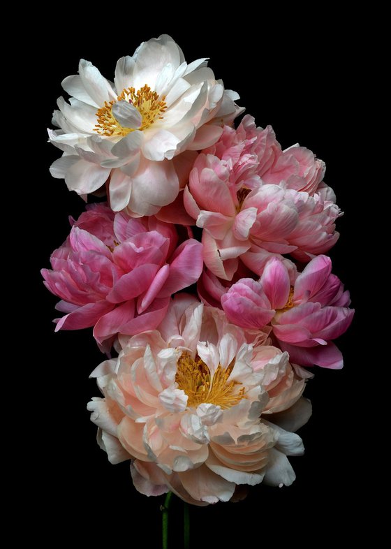 Peony Posy