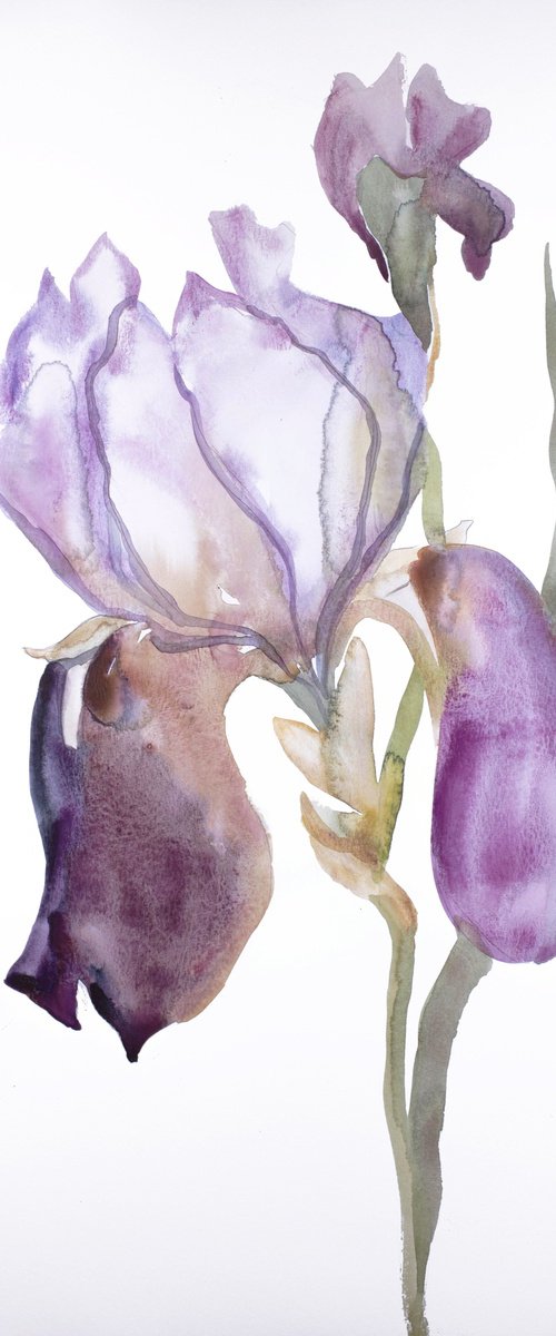 Iris No. 176 by Elizabeth Becker