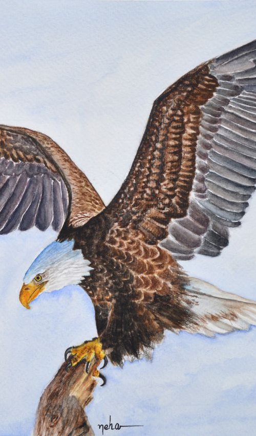 Bald Eagle by Neha Soni