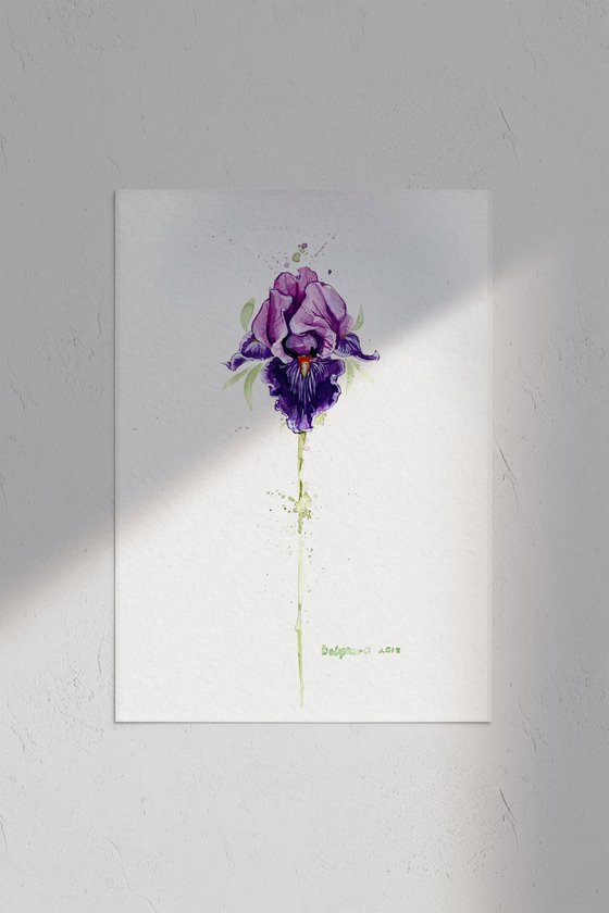 iris flower