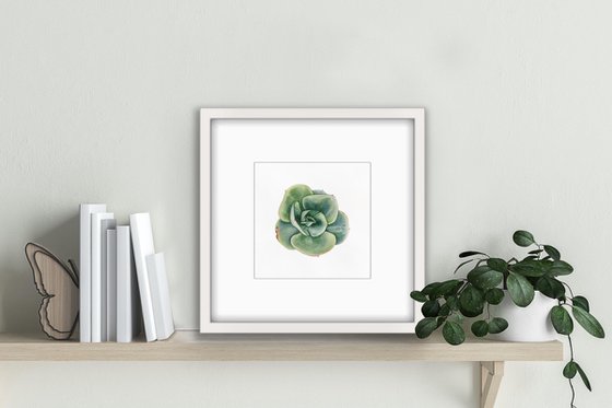 Echeveria elegans green. A series of original watercolour artwork.