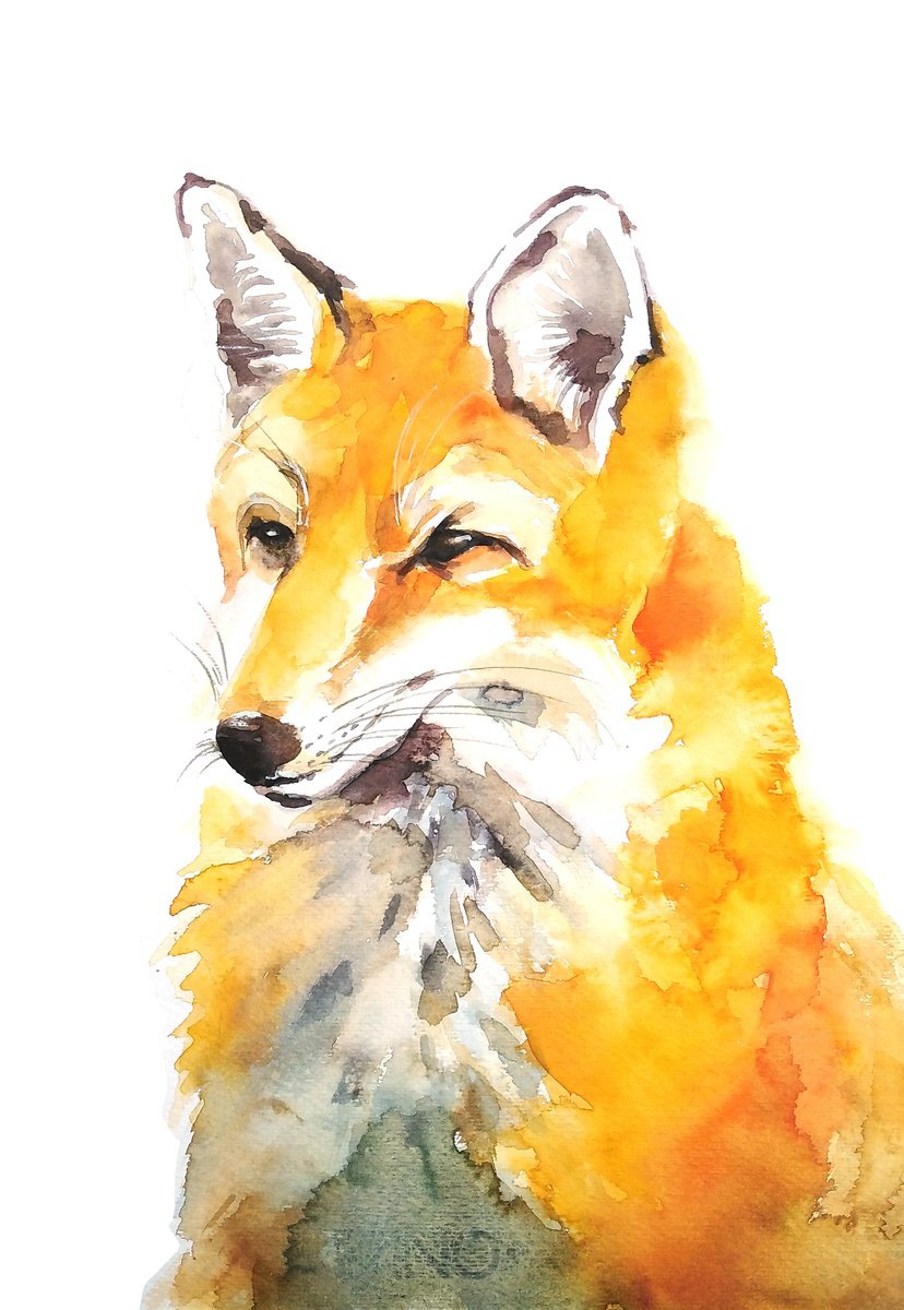 Red fox watercolor illustration by Tanya Amos