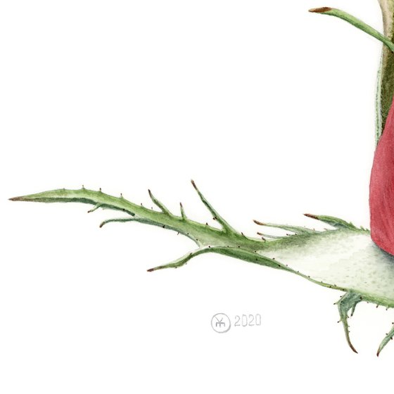 Red Rose Bud