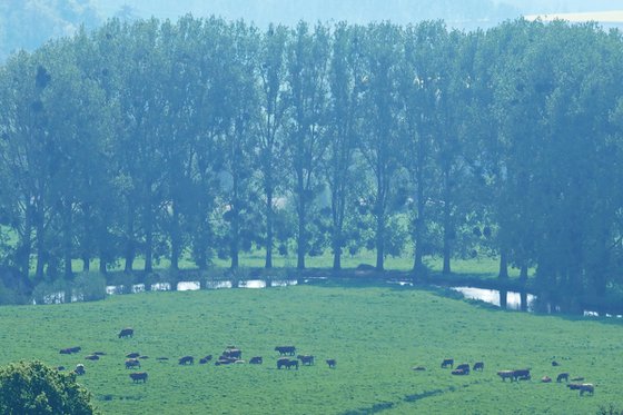 Grazing by the River Epte in Normandy