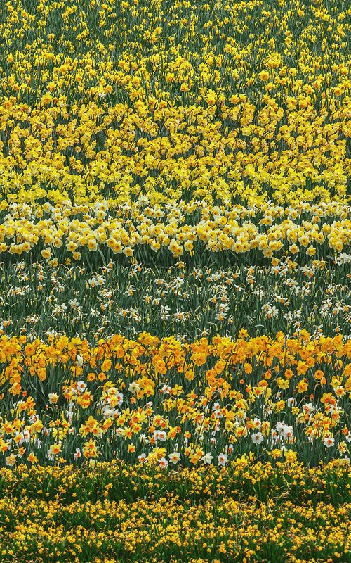 Daffodil Abstract by Peter Zelei