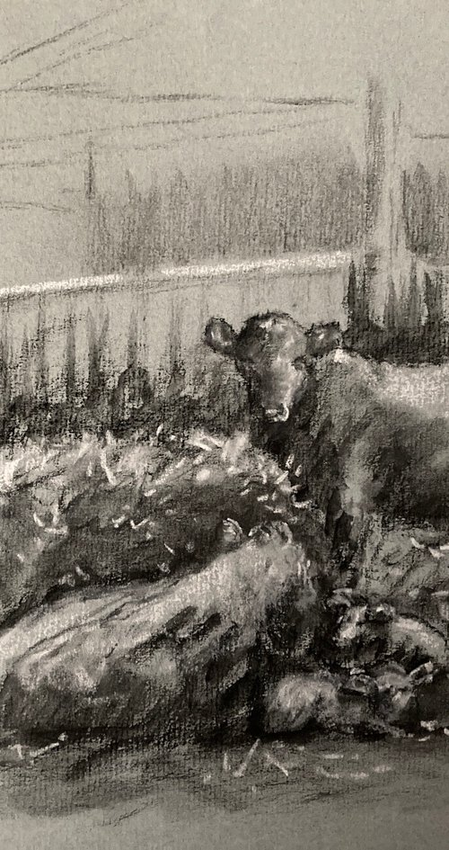 Galloways in the barn by David Mather