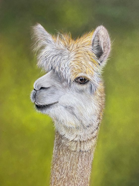 Alpaca in pastels