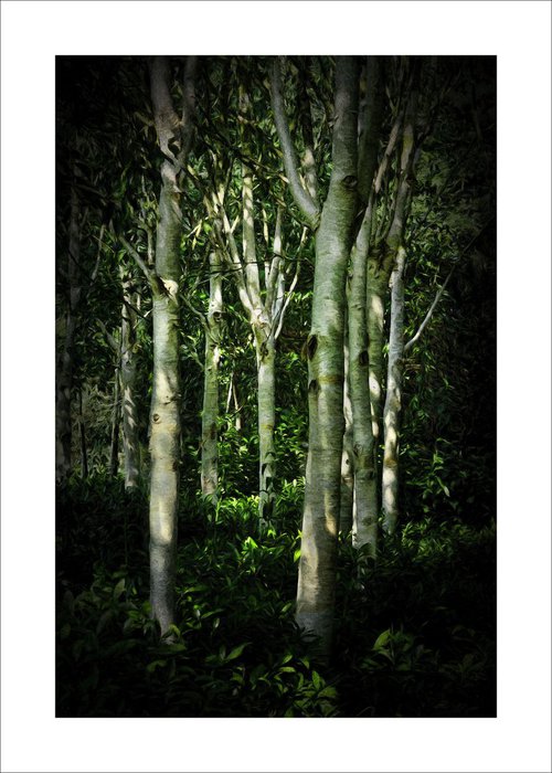 Silver Birch trees by Martin  Fry