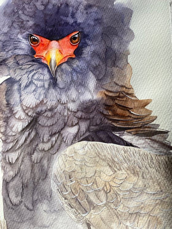 Ruffled Majesty: Portrait of the Bateleur Eagle 2