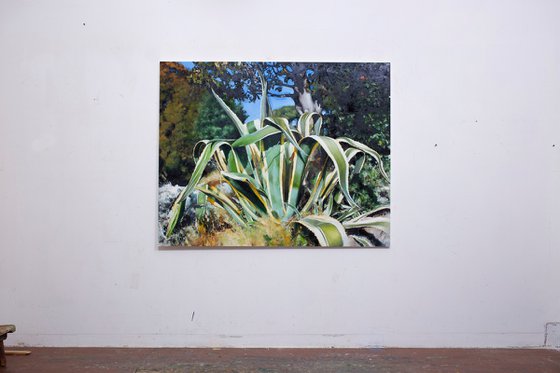 Agave