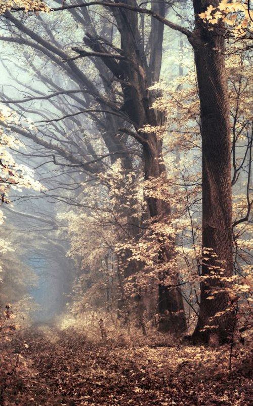 Angels alongside our path by Janek Sedlar