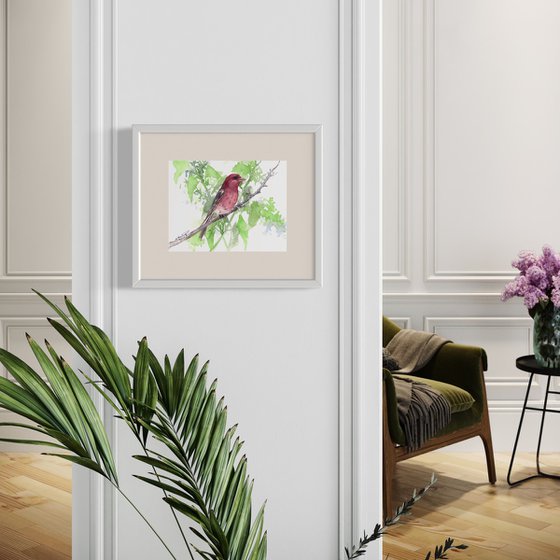 House Finch Bird
