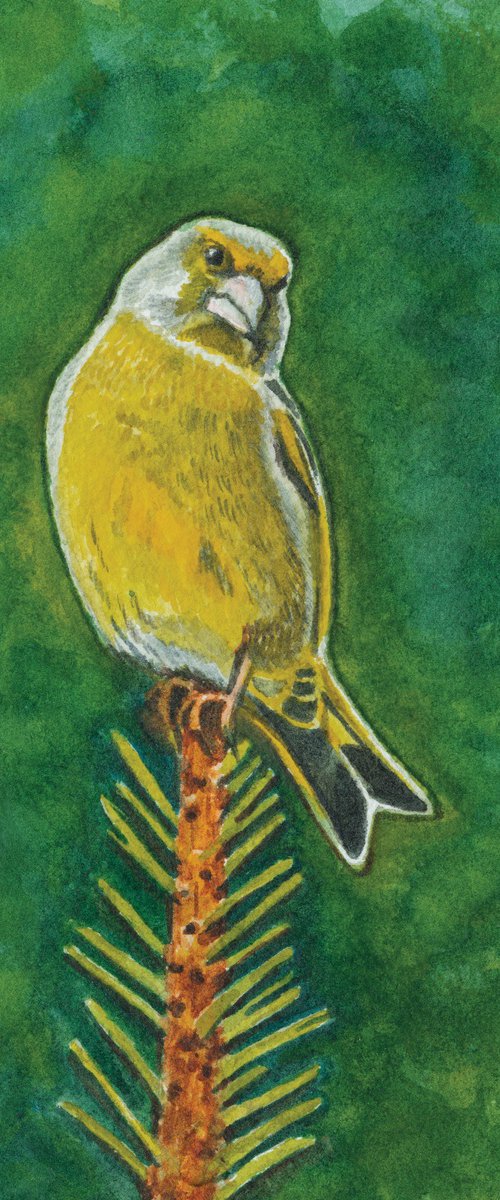 Greenfinch by Sofia Deer