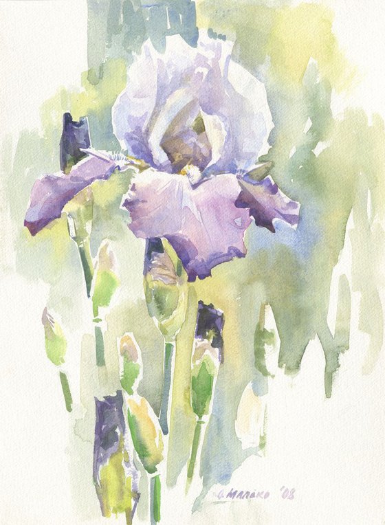 Purple iris flower with buds / ORIGINAL watercolor 11x15in (28x38cm)
