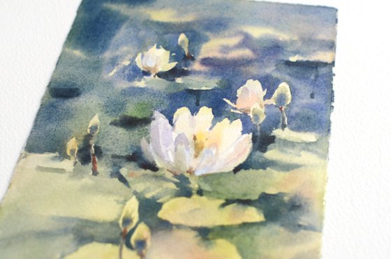 Water lilies in the pond, White flowers and green leaves