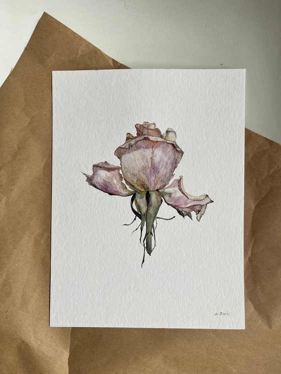 Solo Rose Watercolour