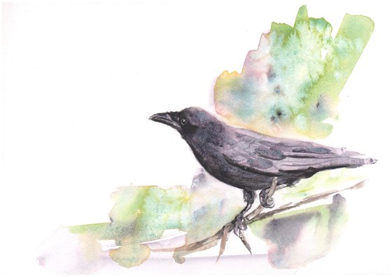Crow Study