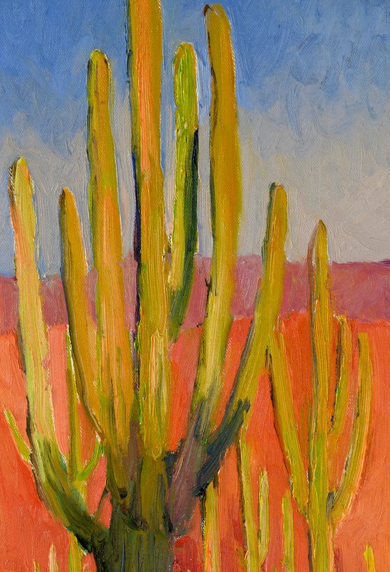 Saguaro. Early evening
