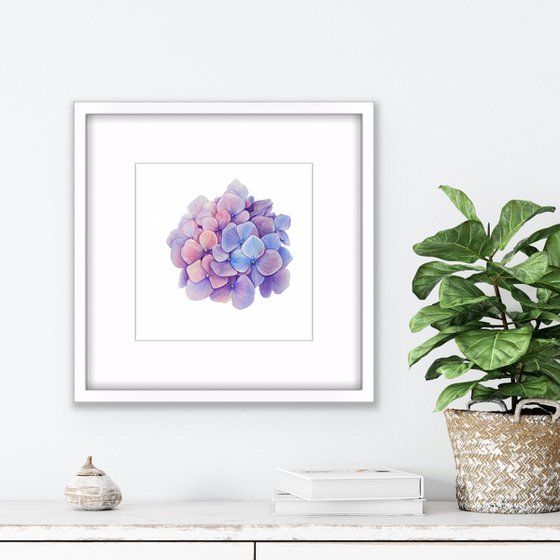 Hydrangea. Original watercolor artwork.