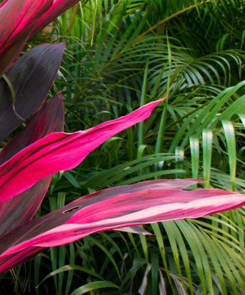 Jungle Mood by V+V Kniazievi