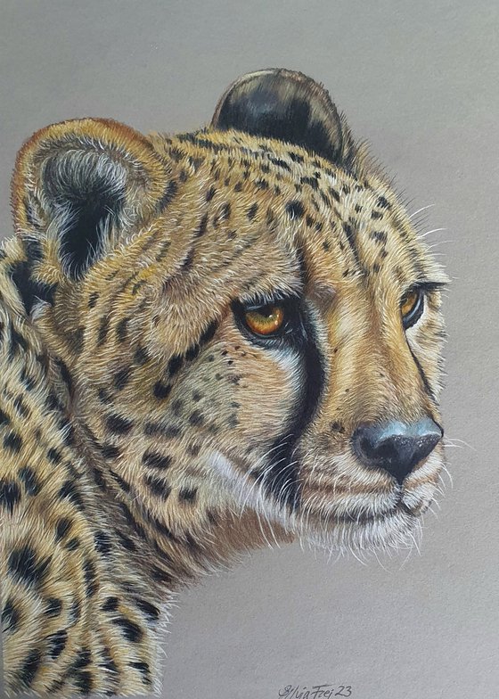 'Look out' - Cheetah portrait